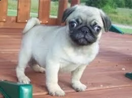 adorabili cuccioli di carlino 