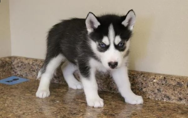 bellissima cucciolata di siberian husky
