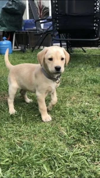 labrador retriever nero, cioccolato e miele di due mesi | Foto 0
