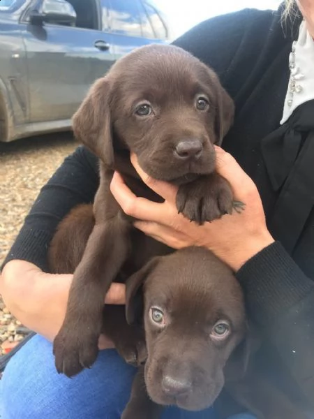 labrador retriever nero, cioccolato e miele di due mesi