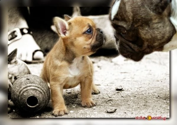 cucciolo di bulldog francese nero maschio