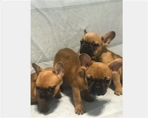cuccioli bouledogfue frncesi disponibili | Foto 0