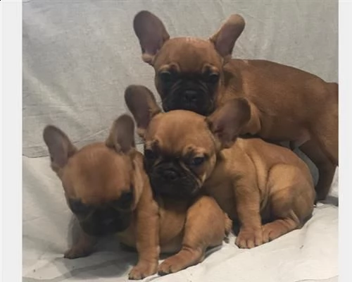 cuccioli bouledogfue frncesi disponibili