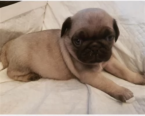 carlino cuccioli | Foto 0