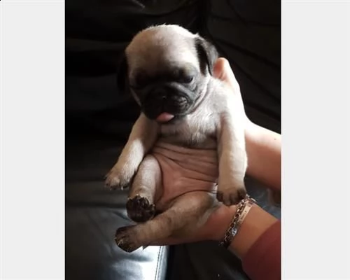 carlino cuccioli