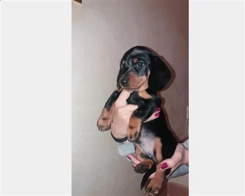 cucciolo bassotto arlecchino silver | Foto 0