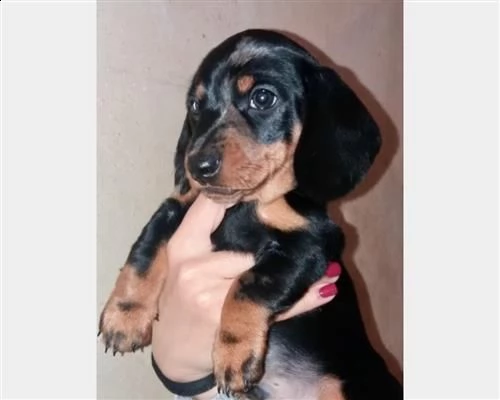 cucciolo bassotto arlecchino silver