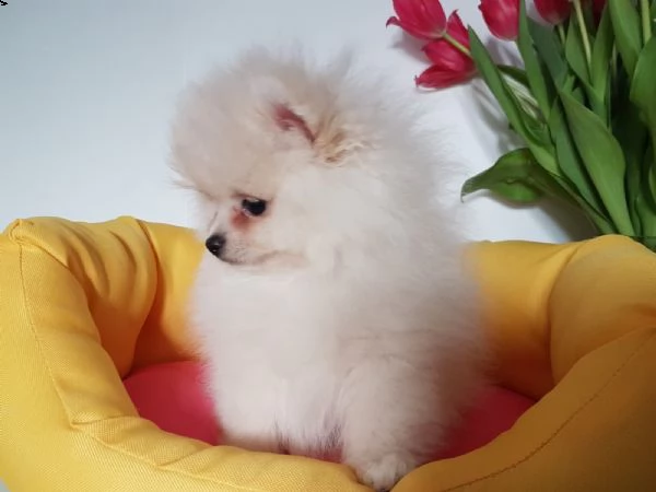 spitz toy della pomerania  | Foto 1