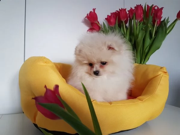 spitz toy della pomerania  | Foto 0