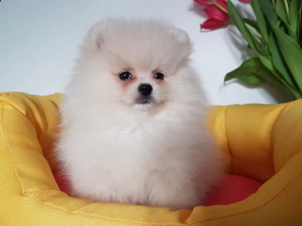 spitz toy della pomerania 