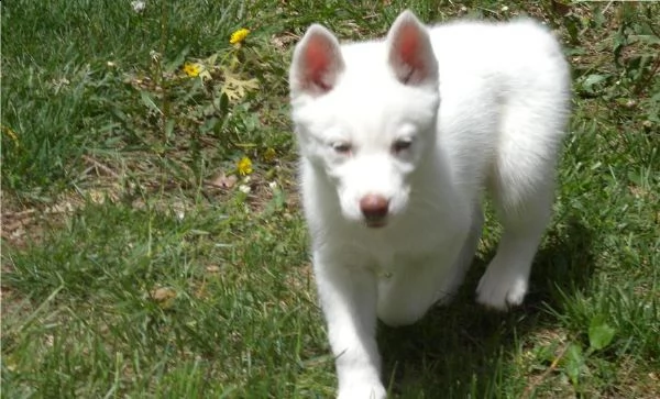 siberian husky bianco cuccioli di altissima genealogia | Foto 0