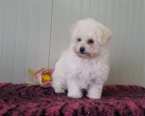 bolognese cuccioli italiani  | Foto 0