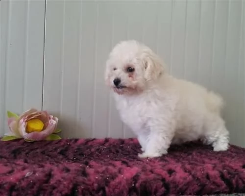 bolognese cuccioli italiani 