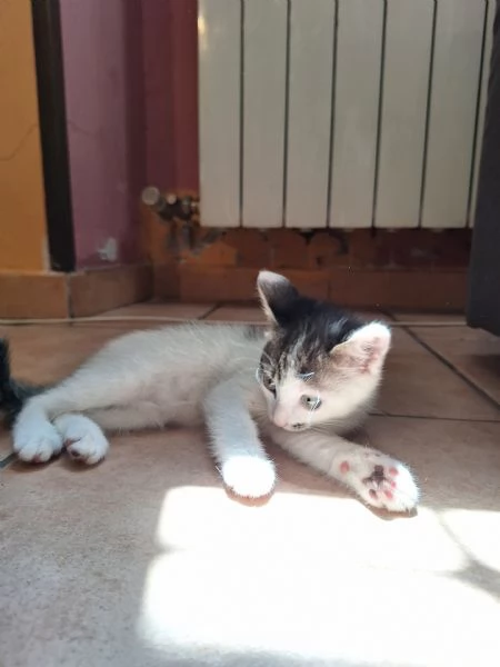 Gattina | Foto 1
