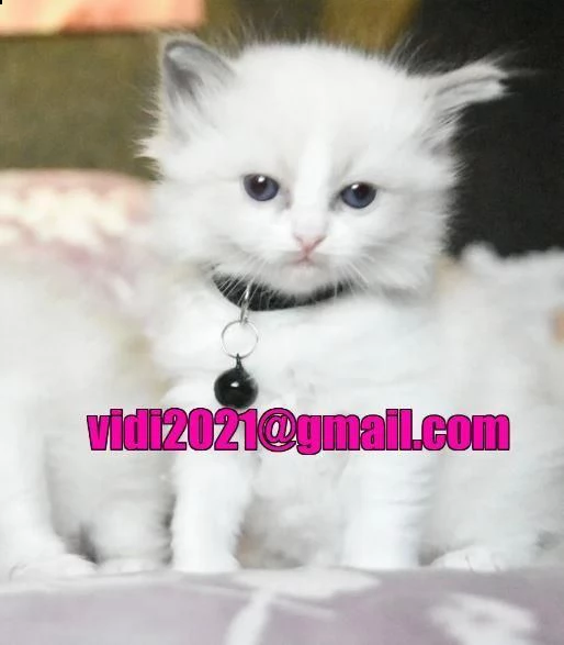 ragdoll di 80 giorni pronti | Foto 0