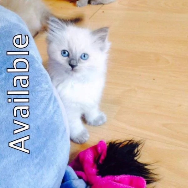 ragdoll di 80 giorni pronti