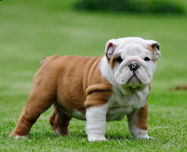 3 cuccioli affascinanti bulldog inglese da utilizzare | Foto 0