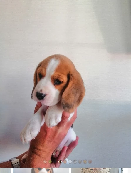 tricolore beagle di 2 mesi | Foto 0