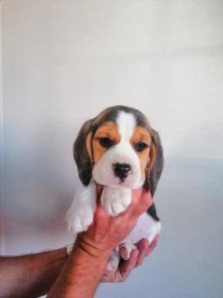 tricolore beagle di 2 mesi