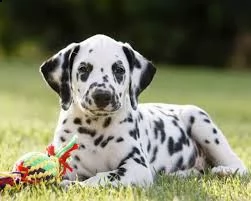 disponibile cuccioli dalmata da utilizzare