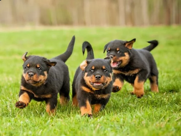 cuccioli rottweiler da utilizzare maschio e femmina