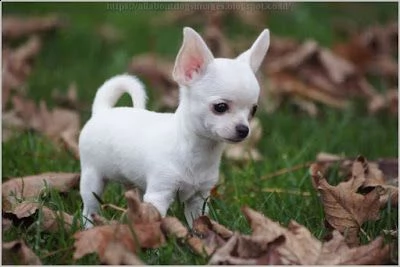 chihuahua carino e affascinante per l'adozione