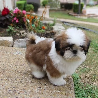 carino e affascinante shih tzu per adozione