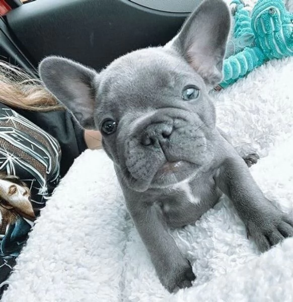 cuccioli bulldog francesi disponibili per una nuova casa