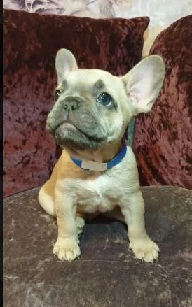bouledogue francese gratis | Foto 0