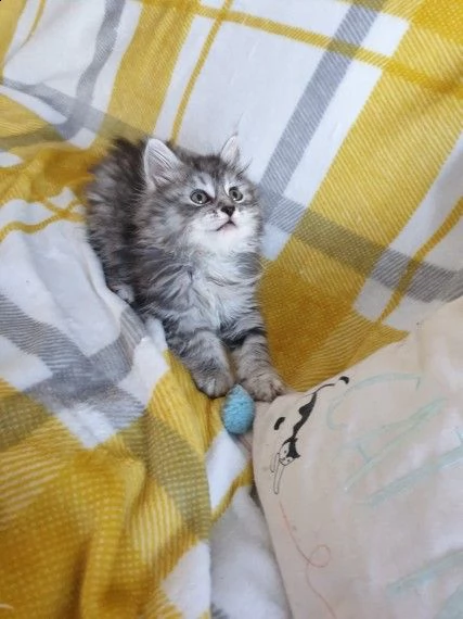 maine coon gratuita 75gg | Foto 0