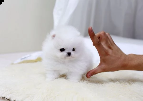 due pomerania spitz cuccioli dispone
