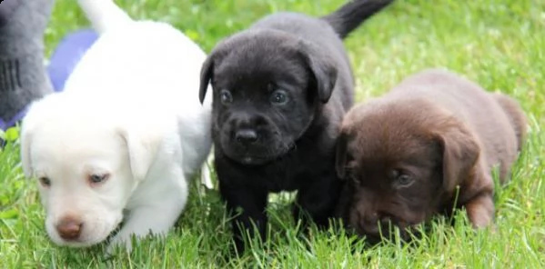  bellissima cucciolata di labrador retriever 