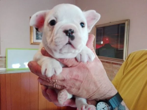sono cuccioli di razza bulldog francese