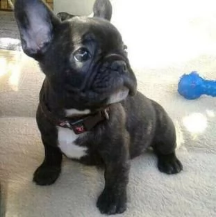 due cuccioli di bulldog francese per l'adozione 