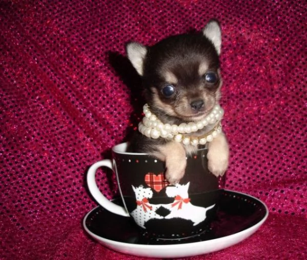 due cuccioli chihuahua .....due cuccioli chihuahua 