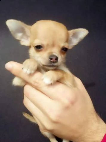 chihuahua mini toy di 3 mesi sveminato vaccinato con libretto sanitario