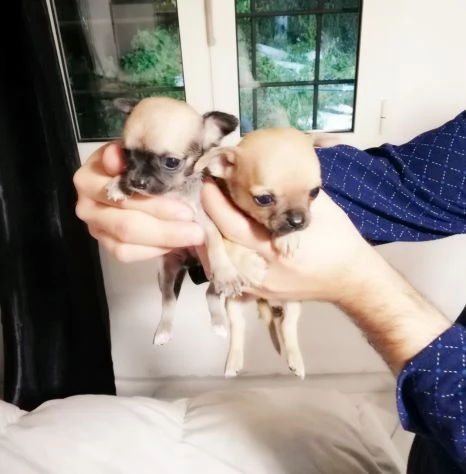 chihuahua mini toy di circa tre mesi vaccinato con libretto sanitario 