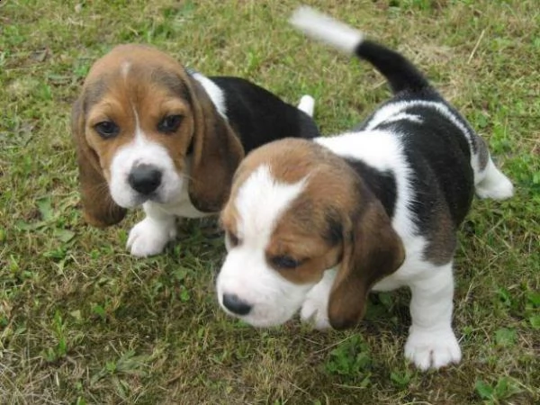  disponibili bellissimi cuccioli allevati da noi.vengono consegnati con le vaccinazioni