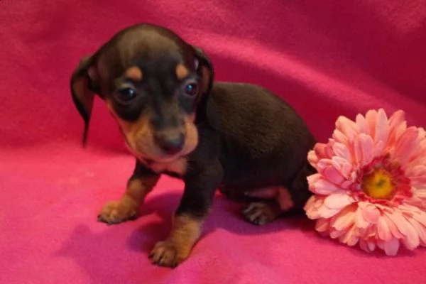 bellissimi cuccioli di bassotto vaccinati e sverminati 