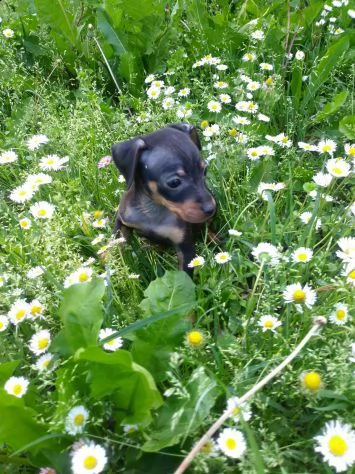 dolcissima cucciolata di pinscher toy di color fulvo e nero focato.