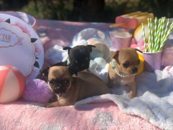 dolcissimi cuccioli di chihuahua  