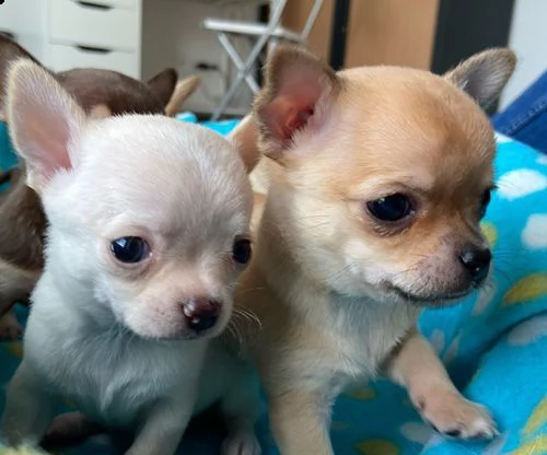 dispongo di veri cuccioli di chihuahua maschi e femmine