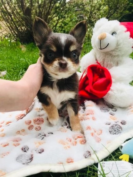 mini toy chihuahua pronti | Foto 1