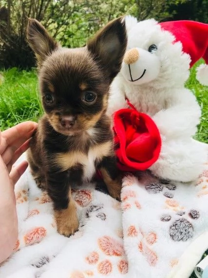 mini toy chihuahua pronti | Foto 0
