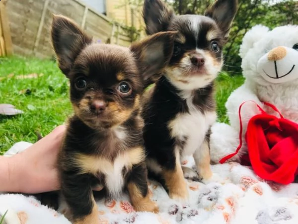 mini toy chihuahua pronti