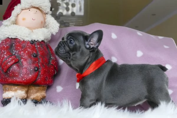 vendita cucciolo cuccioli di bouledogue francese | Foto 0