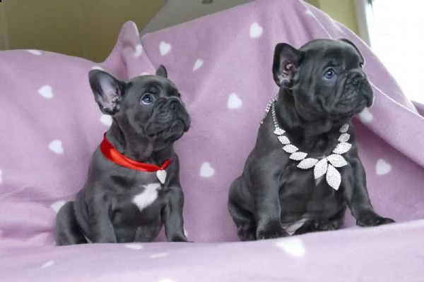 vendita cucciolo cuccioli di bouledogue francese