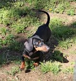 vendita meravigliosi cuccioli di bassotto 