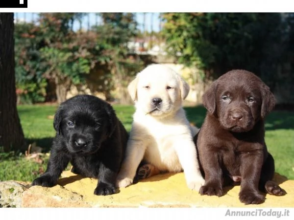 disponibili cuccioli labrador retriver color biondo,.