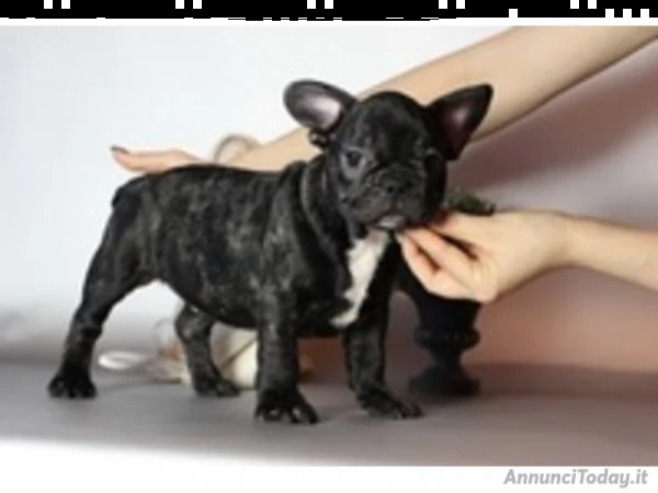 dispone di nuove cucciolate di bulldog francesi,da mesi tre di eta,